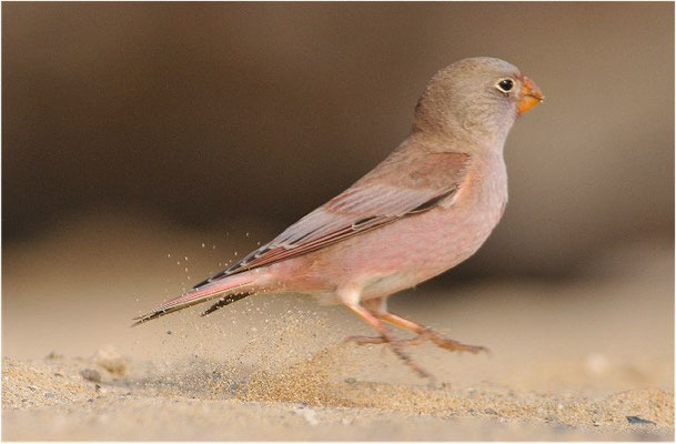 WÜSTENGIMPEL, TRUMPETER FINCH, BUCANETES GITHAGINEUS