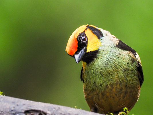 Rotstirntangare, Flame-faced Tanager - Tangara parzudakii