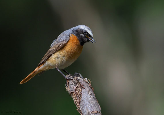 GARTENROTSCHWANZ, COMMON REDSTART, PHOENICURUS PHOENICURUS