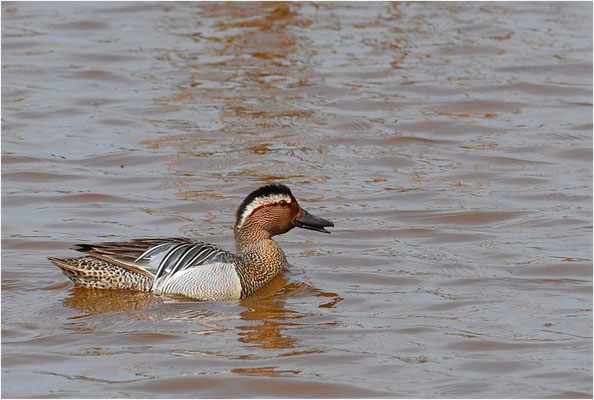 KNÄKENTE, GARGANEY, ANAS QUERQUEDULA