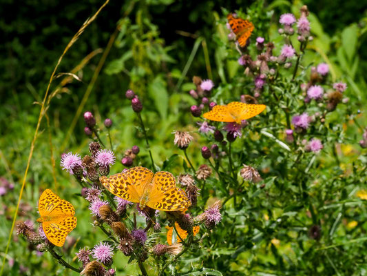 Kaisermäntel - Argynnis paphia