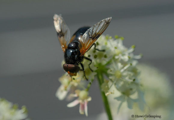 GELBFLECK-WALDSCHWEBFLIEGE, VOLUCELLA INFLATA