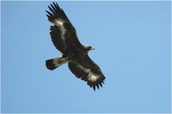STEINADLER, GOLDEN EAGLE, AQUILA CHRYSAETOS