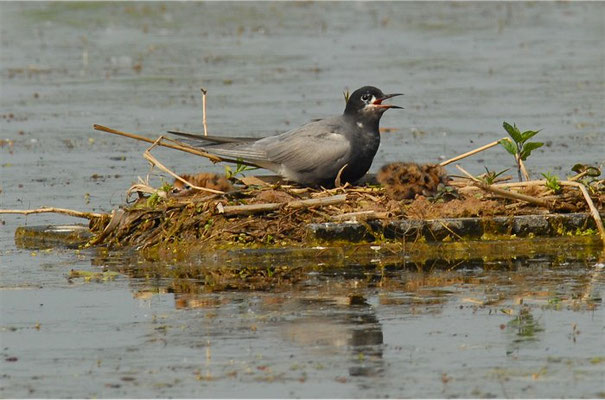 TRAUERSEESCHWALBE, BLACK TERN, CHLIDONIAS NIGER