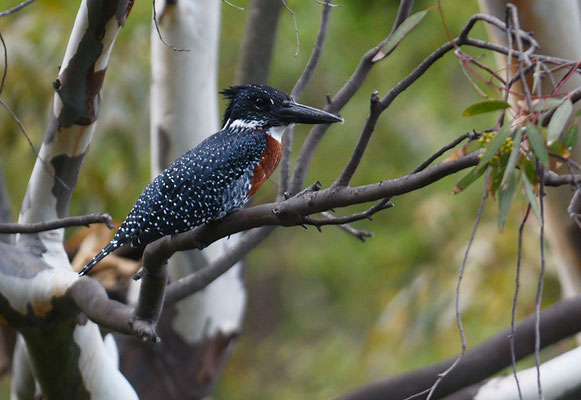 RIESENEISVOGEL, GIANT KINGFISHER, MEGACERYLE MAXIMUS