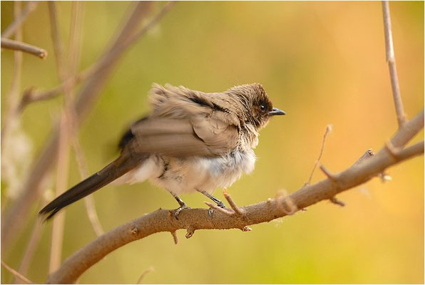GRAUBÜLBÜL, COMMON BULBUL, PYCNONOTUS BARBATUS