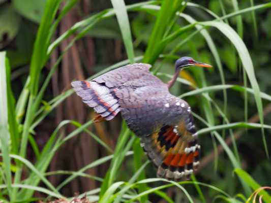SONNENRALLE, SUNBITTERN - EURYPYGA HELIAS