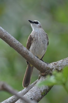 Augenstreifenbülbül, Yellow-vented bulbul, Pycnonotus goiavier
