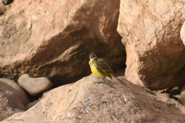 IBERISCHE SCHAFSTELZE, YELLO WAGTAIL, MOTACILLA IBAERIAE