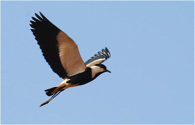 SPORNKIEBITZ, SPUR-WINGED PLOVER, VANELLUS SPINOSUS