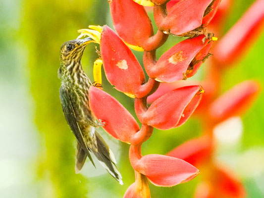 Adlerschnabel, White- tipped Sicklebill - Eutoxeres aquila
