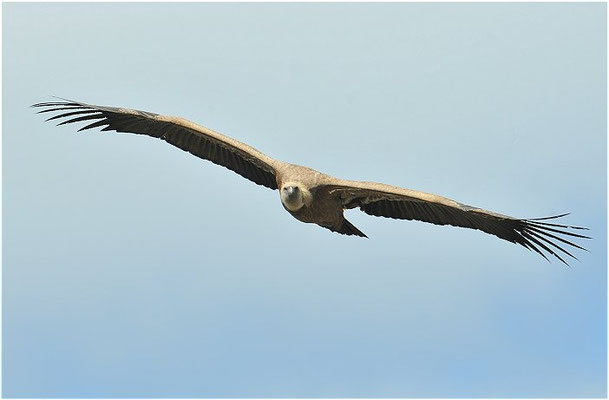 GÄNSEGEIER, GRIFFON VULTURE, GYPS FULVUS