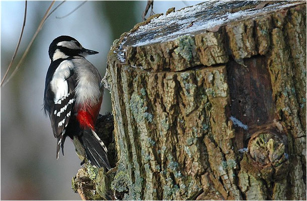 BUNTSPECHT, GREAT SPOTTED WOODPECKER, DENDROCOPOS MAJOR