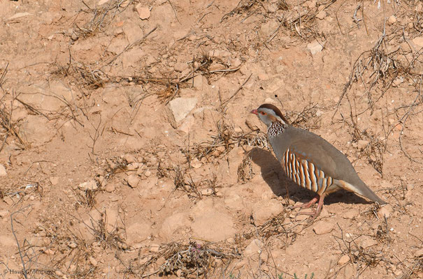 FELSENHUHN, BARBARY PARTRIDGE, ALECTORIS BARBARA