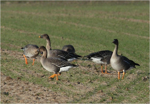 SAATGANS, BEAN GOOSE, ANSER FABALIS