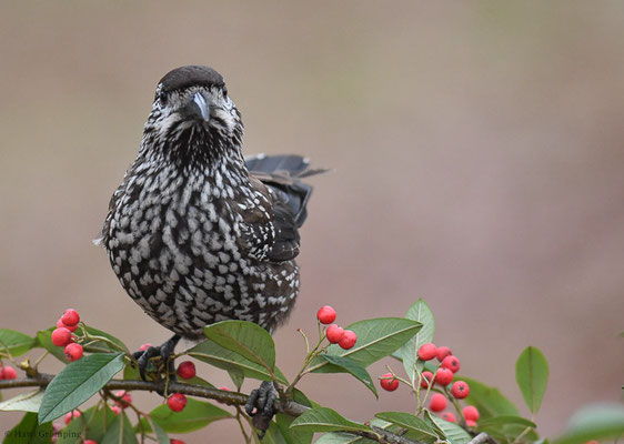 TANNENHÄHER, NUTCRACKER, NUCIFRAGA CARYOCATACTES