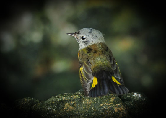 Setophaga ruticilla