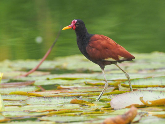 Rotstirn-Blatthühnchen, Wattled Jacana - Jacana jacana