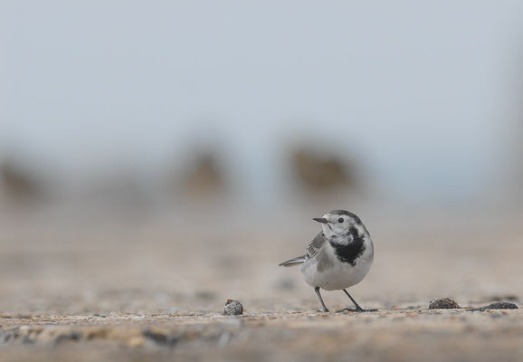 BACHSTELZE, WHITE WAGTAIL, MOTACILLA ALBA