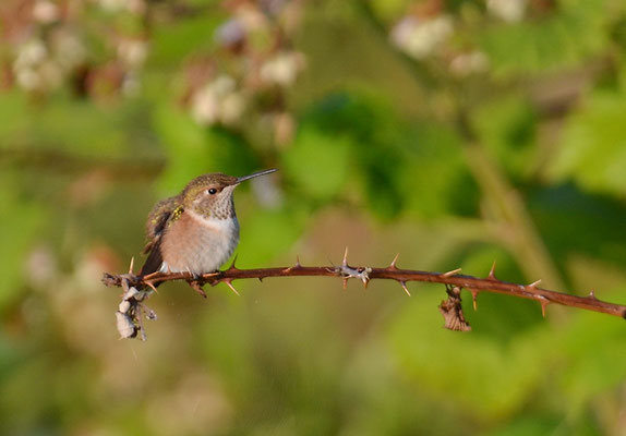 ROTRÜCKEN-ZIMTELFE, RUFOUS HUMMINGBIRD, SELASPHORUS RUFUS