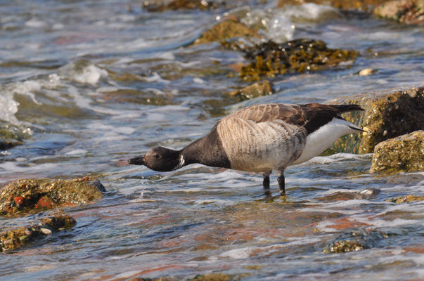 RINGELGANS, BRENT GOOSE, BRANTA BERNICLA hrota