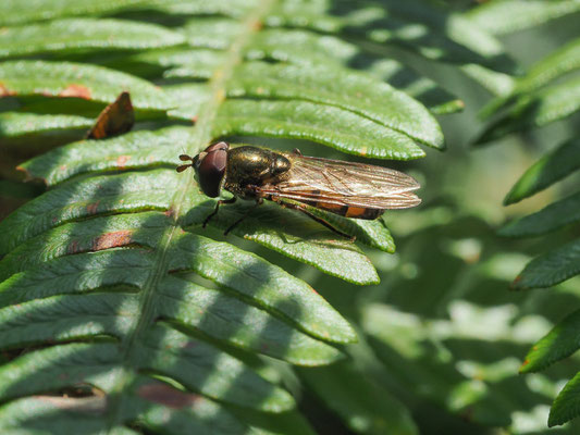 RAUPEN-PLATTBAUCHSCHWEBFLIEGE, XANTHANDRUS COMTUS