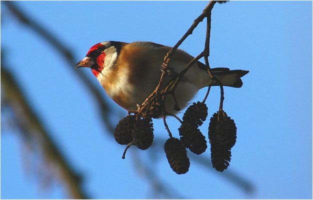 STIEGLITZ, GOLDFINCH, CARDUELIS CARDUELIS