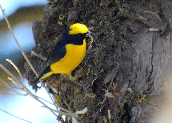 GELBSCHEITELORGANIST, YELLOW-CROWNED EUPHONIA, EUPHONIA LUTEICAPILLA