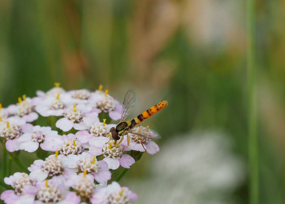 STIFTSCHWEBFLIEGE, SPHAEROPHORIA SCRIPTA