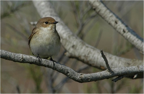 TRAUERSCHNÄPPER, PIED FLYCATCHER, FICEDULA HYPOLEUCA
