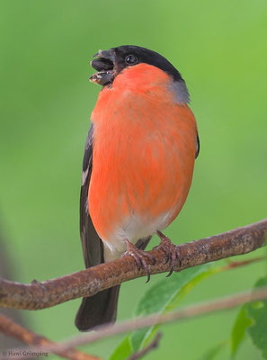 DOMPFAFF, BULLFINCH. PYRRHULA PYRRHULA