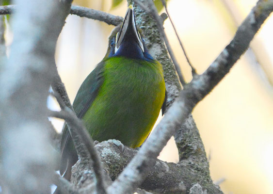 LAUCHARASSARI, EMERALD TOUCANET, AULACORHYNCHUS PRASINUS