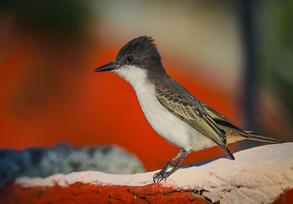 Bahamatyrann (Loggerhead Kingbird)