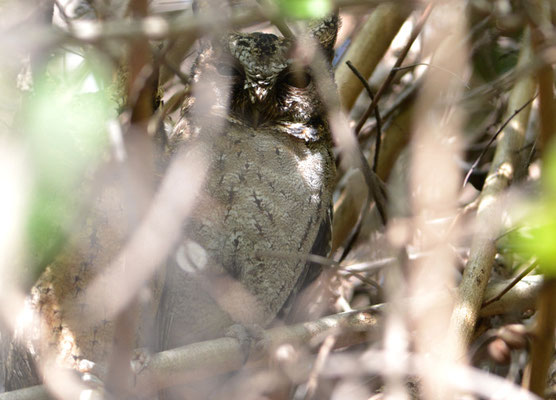 HINDU-ZWERGOHREULE, INDIAN SCOPS OWL, OTUS BAKKAMOENA