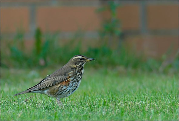 ROTDROSSEL, REDWING, TURDUS ILIACUS