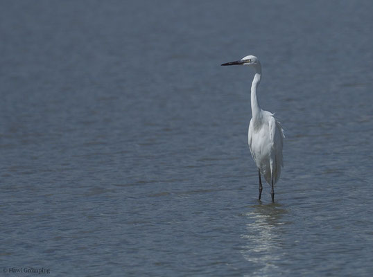 BLAUREIHER, LITTLE BLUE HERON, EGRETTA CAERULEA