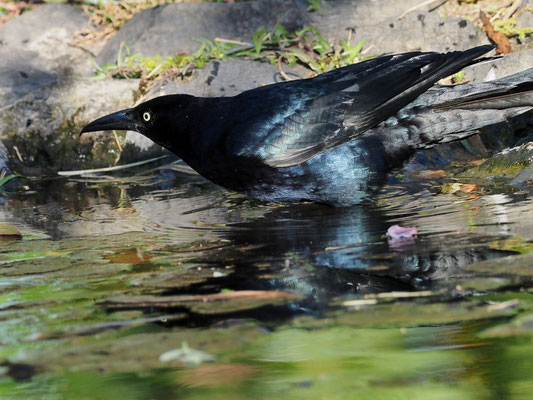 DOHLENGRACKEL, GREAT-TAILED GRACKLE, QUISCALUS MEXICANUS