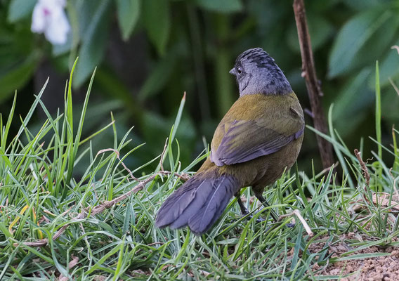 GROSSFUSS-BUSCHAMMER, LARGE-FOOTED FINCH, PEZOPETES CAPITALIS