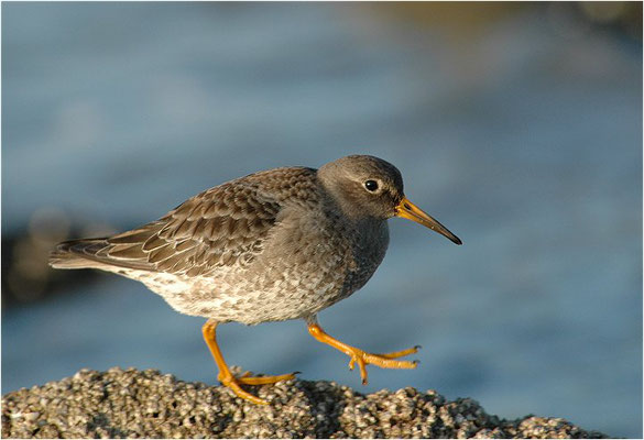 MEERSTRANDLÄUFER, PURPLE SANDPIPER, CALIDRIS MARITIMA