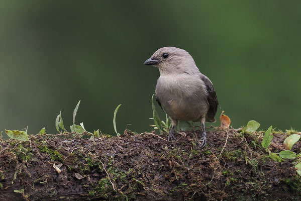 SCHLICHTTANGARE, PLAIN-COLORED TANAGER, TANGARA INORNATA