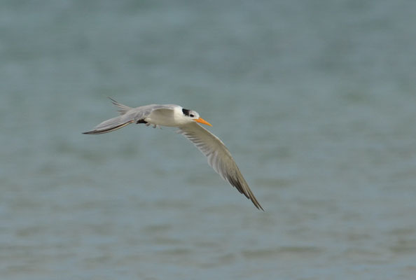 RÜPPELLSEESCHWALBE, LESSER CRESTED TERN, THALASSEUS BENGALENSIS