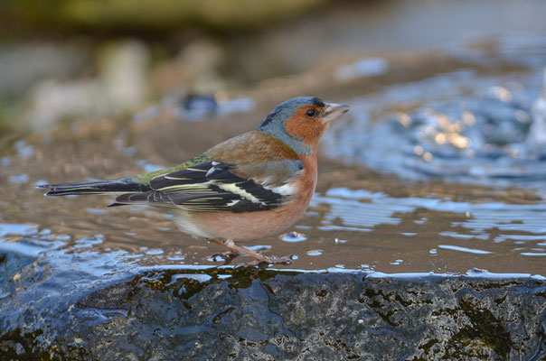 BUCHFINK, CHAFFINCH, FRINGILLA COELEBS