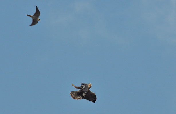 ADLERBUSSARD, LONG-LEGGED BUZZARD, BUTEO RUFINUS