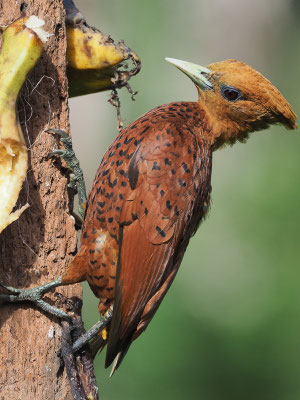 KASTANIENSPECHT, CHESTNUT-COLORED WOODPECKER, CELEUS CASTANEUS