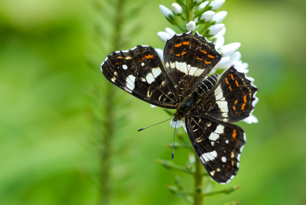 Landkärtchen -  Araschnia levaria
