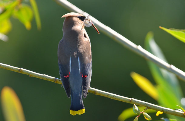 Zedernseidenschwanz - Cedar Waxwing (Bombycilla cedrorum