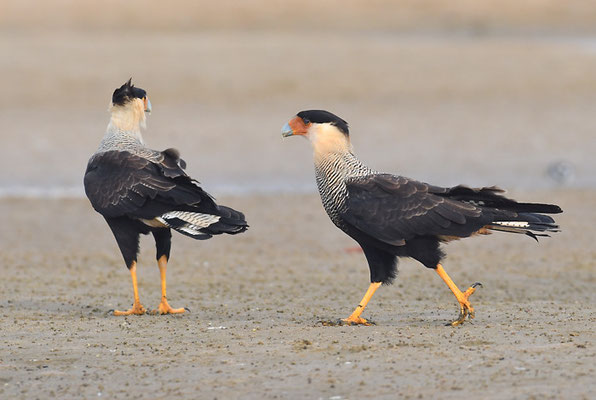 SCHOPFKARAKARA, SOUTHERN CARACARA, CARACARA PLANCUS