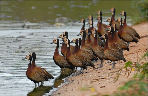 WITWENPFEIFENTE, WHITE-FACED WHISTLING DUCK, DENDROCYGNA VIDUATA