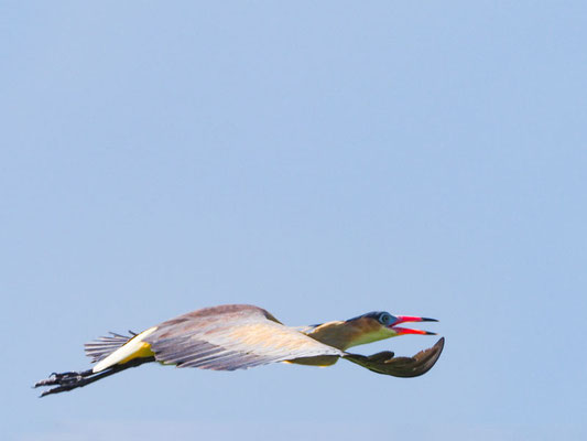 Pfeifreiher, Whistling Heron - Syrigma sibilatrix