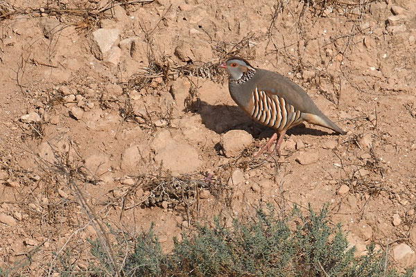 FELSENHUHN, BARBARY PARTRIDGE, ALECTORIS BARBARA